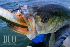 Duo Spearhead Ryuki 70S SW ACC0001 Pearl Red Head