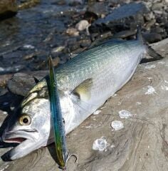 Zıpkan Zargana  17 cm 25 gr Maket Balık