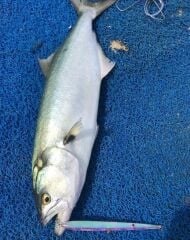 Zıpkan Zargana  17 cm 25 gr Maket Balık