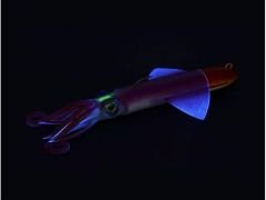 JLC Xipi Evo Silikon Kalamar 220gr #1 Red Glow
