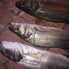 Hanfish Zıpır Kg 50mm 4,5gr  Maket Balık