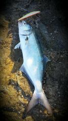 Duo Tide Minnow Slim Flyer 140 DPA0430 Chart Back Red Head OB