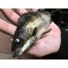 Little Jack Forma Cute 40mm 1.5gr Suni Yem