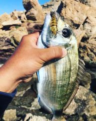 Hanfish Zıpır Kg 50mm 4,5gr  Maket Balık SPK12-TEKE
