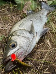 Longin King Goku 110F 16 gr Maket Balık