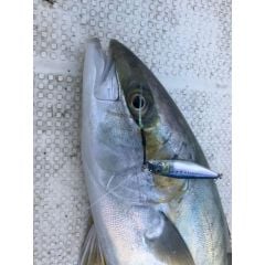 Little Jack Metal Adict 01 58 mm 18 gr Jig Yem