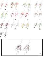 Hayabusa SE 125 Tai Rubber Free Slide Yedek Etekli Assist İğne Set 5