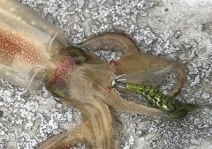 Little Jack Hanebix Squid 35 mm 2 gr Kalamar Zokası Suni Yem