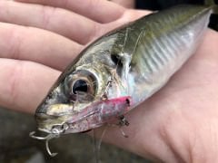 Little Jack Micro Forma Adict 25mm 2.1gr Vib Suni Yem