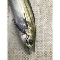 Little Jack Metal Adict 02 72 mm 30 gr Jig Yem 10