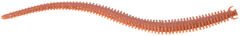 Berkley Gulp Alive Nereis Sahte Kurt BROWN BLUE FLECK - 15CM - 14LÜ